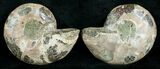 Cut & Polished Desmoceras Ammonite - #5397-2